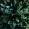 a forest of evergreen trees viewed from above
